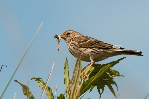 Meadow Pipit collecting grubs at Ainsdale NNR