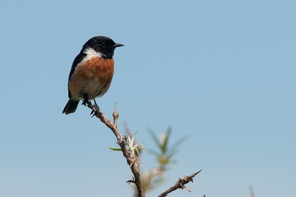 An ever watchful male Stonechat