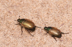 Sand Chafer