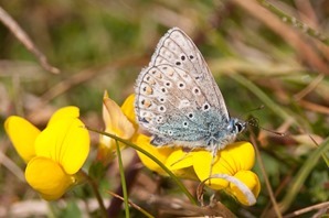 Male Common Blue on Birds Foot Trefoil