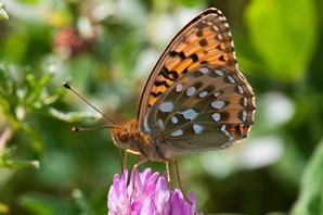 Dark Green Fritillary dispaying characteristic underwing pattern