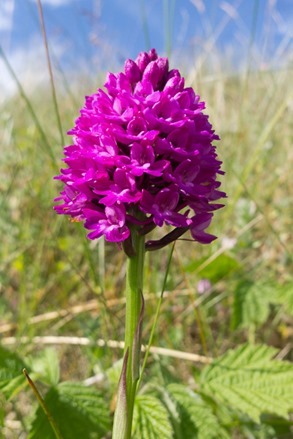 One of thousands of Pyramid Orchids amongst the Sand Dunes