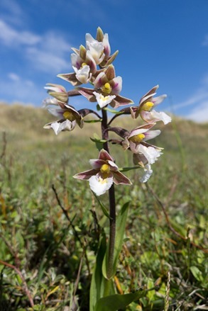 Marsh Helleborine