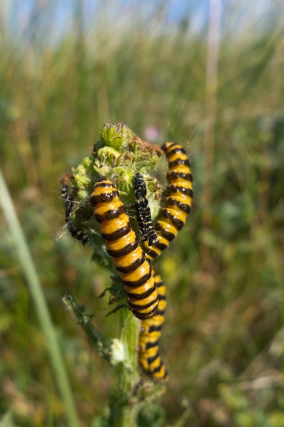 Cinnabar Moth caterpillars on the last remnants of Ragwort