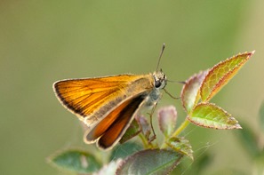 The closely related Essex Skipper