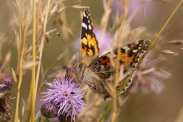 Painted Lady nectaring on a thistle