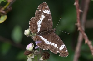 White Admiral within one of the wooded glades