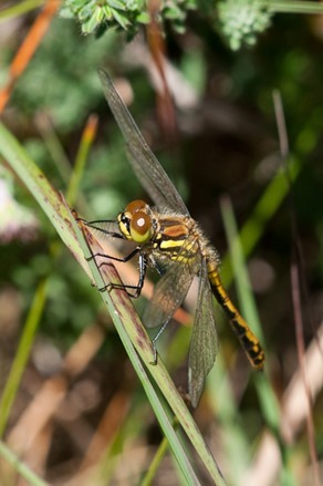 Immature, male Black-tailed Skimmer