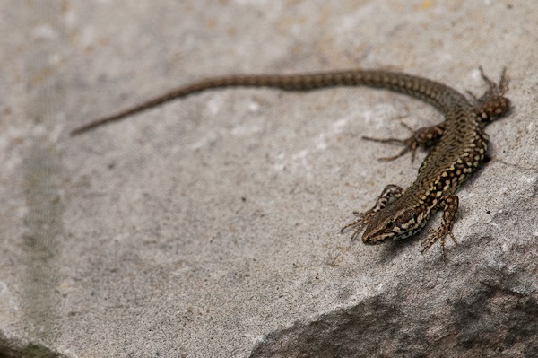 One of the more approachable male Wall Lizards