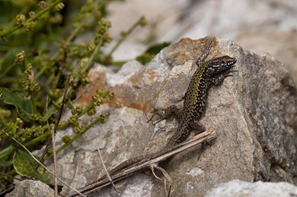 Male Wall Lizard