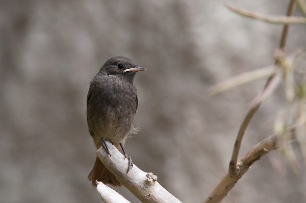 Black Redstart perched up on a dead branch.