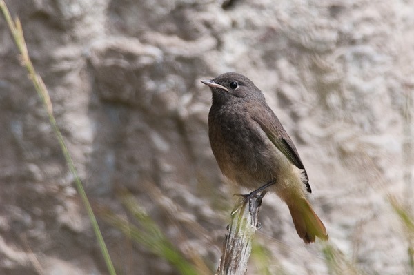 Juvenile Black Redstart