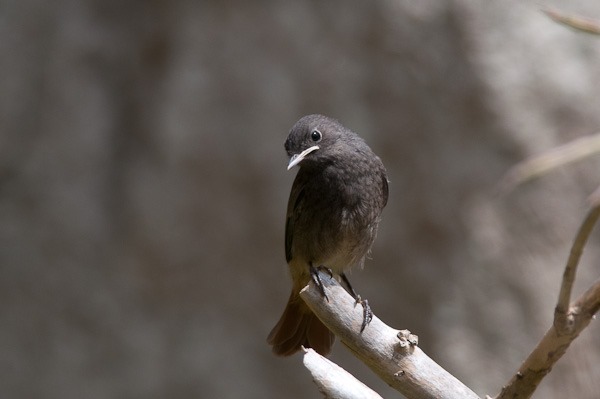 Black Redstart on the SW Coast Path, Dorset