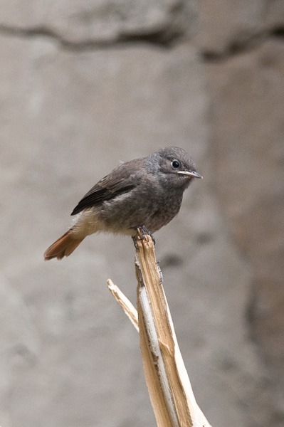 Young Black Redstart