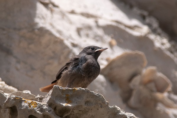 Black Redstart