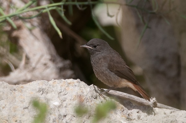 Young Black Redstart 