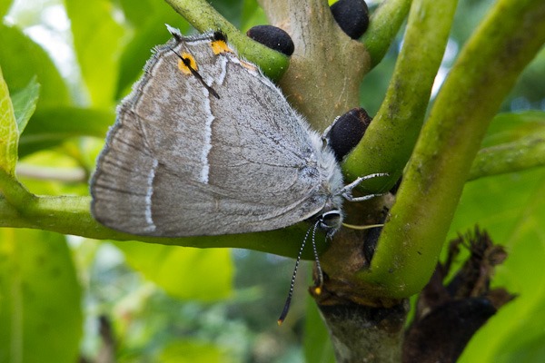 Purple Hairstreak feeding on honeydew excreted by aphids on an Ash tree