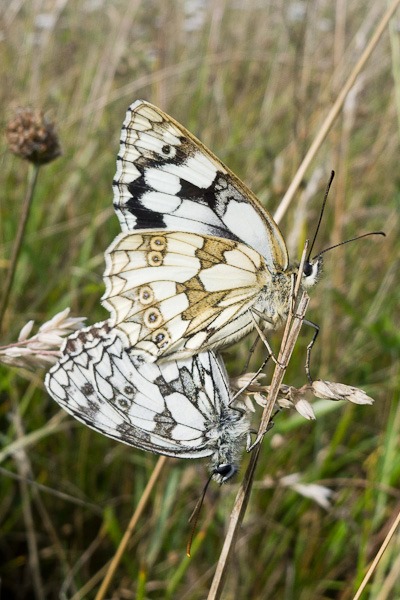 Marbled Whites mating