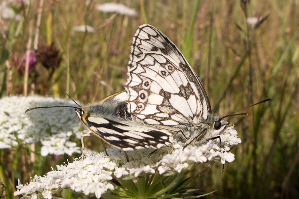 Marbled White Butterflies