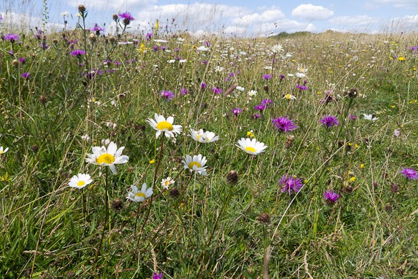 Summer Hay Meadow at Durlston Country Park