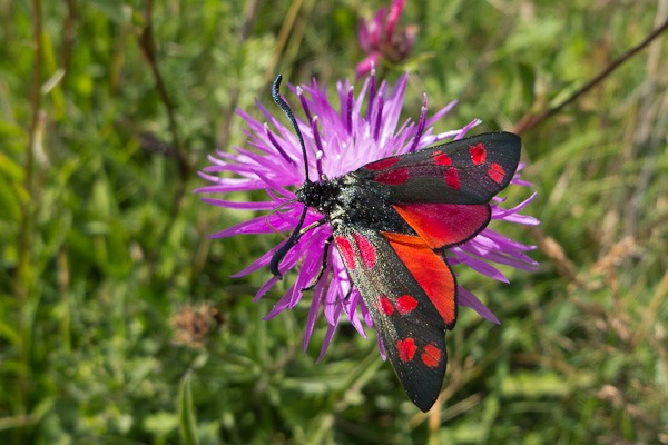 Six-spot Burnet Moths nectaring on Knapweed. 