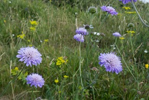 Field Scabious