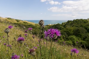 Greater Knapweed