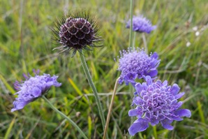 Small Scabious 