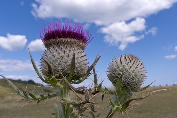 The statuesque Woolly Thistle