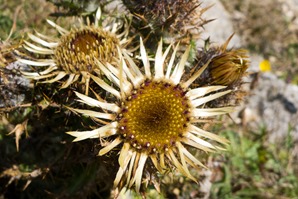 Carline Thistle