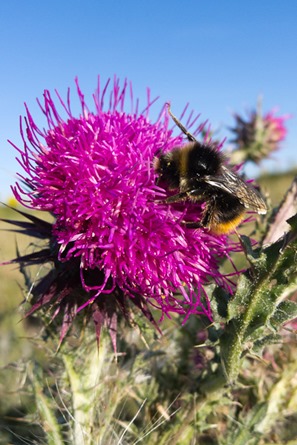 Musk Thistle at Corfe Castle