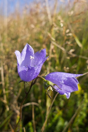 Harebell in the dry grassland above Corfe Castle