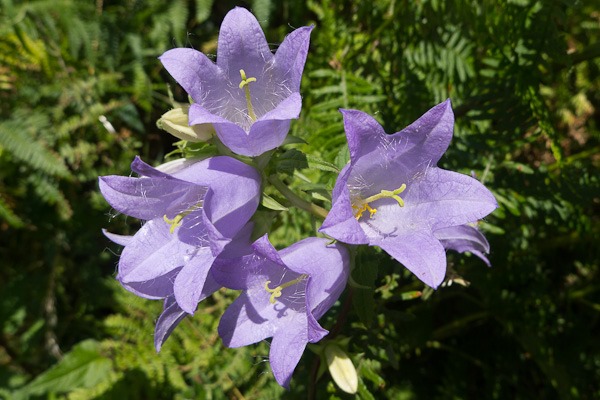 Nettle leaved Bellflower at Kilwood DWT Nature Reserve.