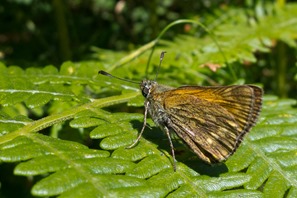 Lulworth Skipper