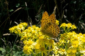 Silver-washed Fritillary 