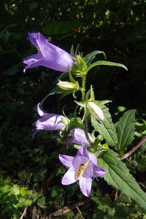 Nettle leaved Bellflower