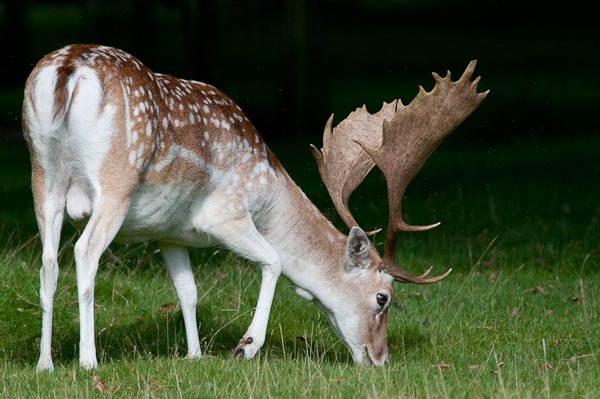 Fallow Deer at Dunham Massey NT