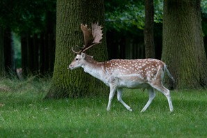 Fallow Buck