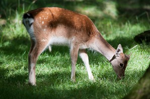 Fallow hind