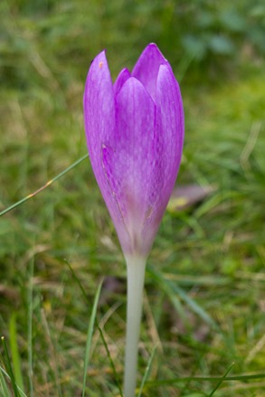 Autumn Crocus close to the Caravan Park