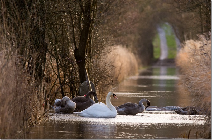 Mute Swans swimming across the causeway at Leighton Moss.