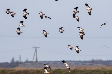 Lapwings a few of several hundred on site.