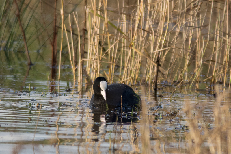Coot amongst the reedbeds at Lunt Meadows