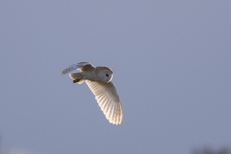 Barn Owl flying over Lunt Meadows