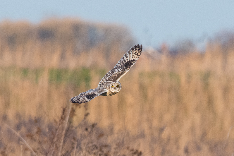 One of at least 3 Short-eared Owls on the lookout for voles.
