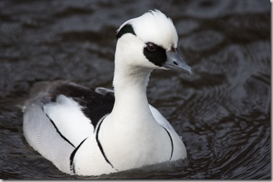 Male Smew unfortunately part of the collection rather than wild
