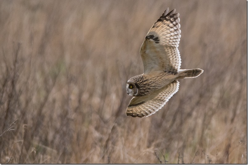 Short-eared Owl hunting voles at Lunt Meadows