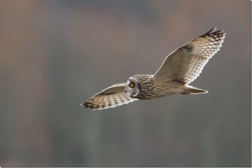 Short-eared Owl, Lunt Meadows