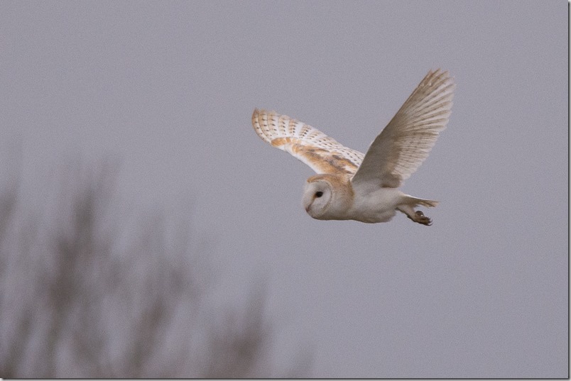 Barn Owl hunting during the late afternoon