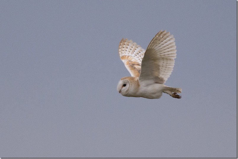 Barn Owl at Lunt Meadows